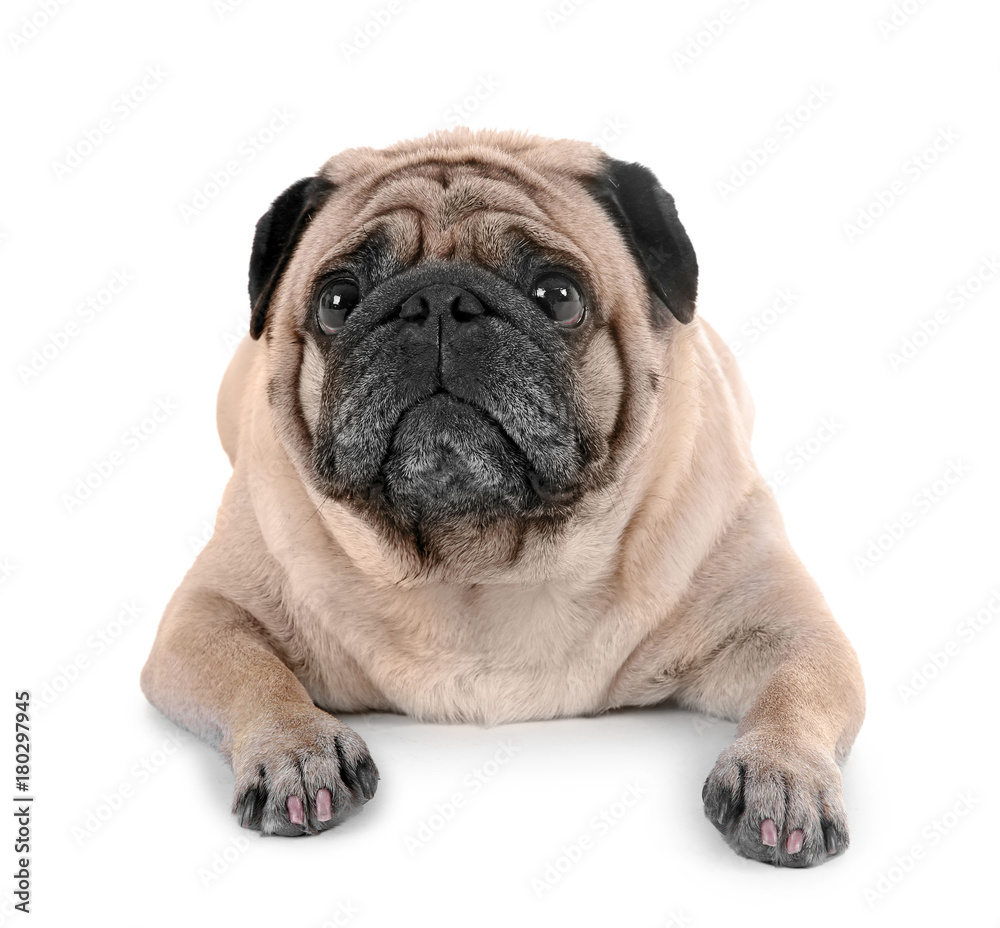 Cute overweight pug on white background