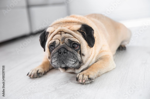 Cute overweight pug on floor at home