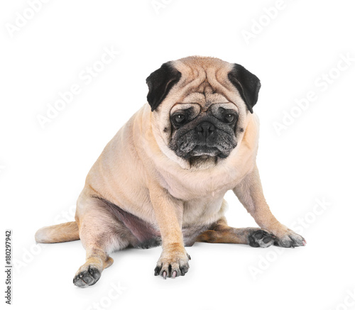 Cute overweight pug on white background © Africa Studio