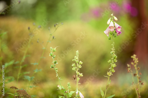 Fingerhut, Giftpflanze im Garten