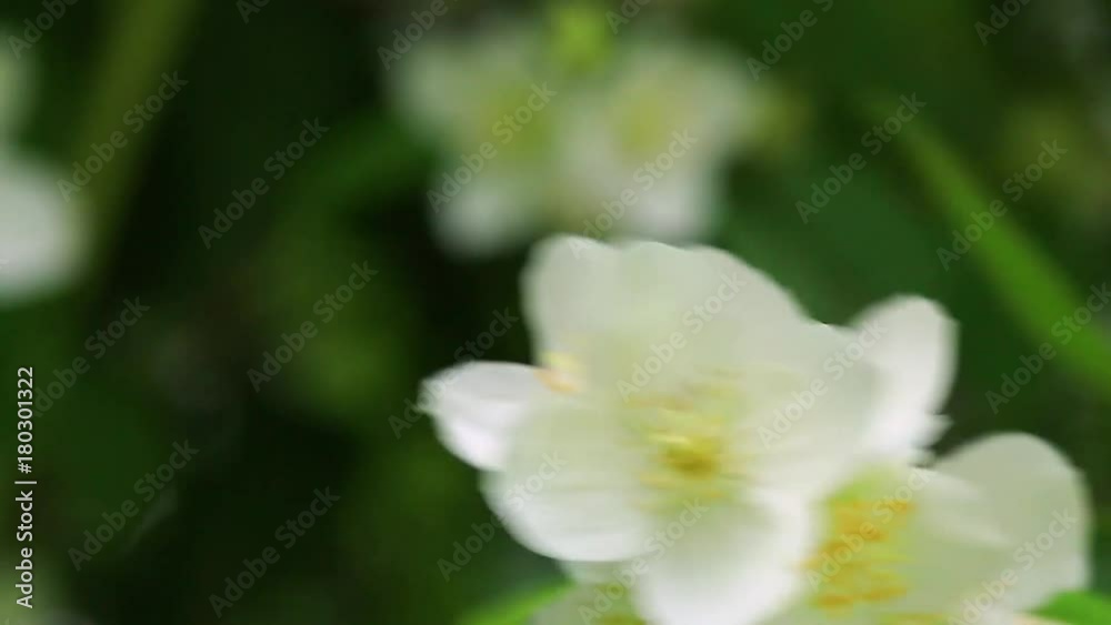 Close-up of jasmine flowers in full blossom shaking on the wind