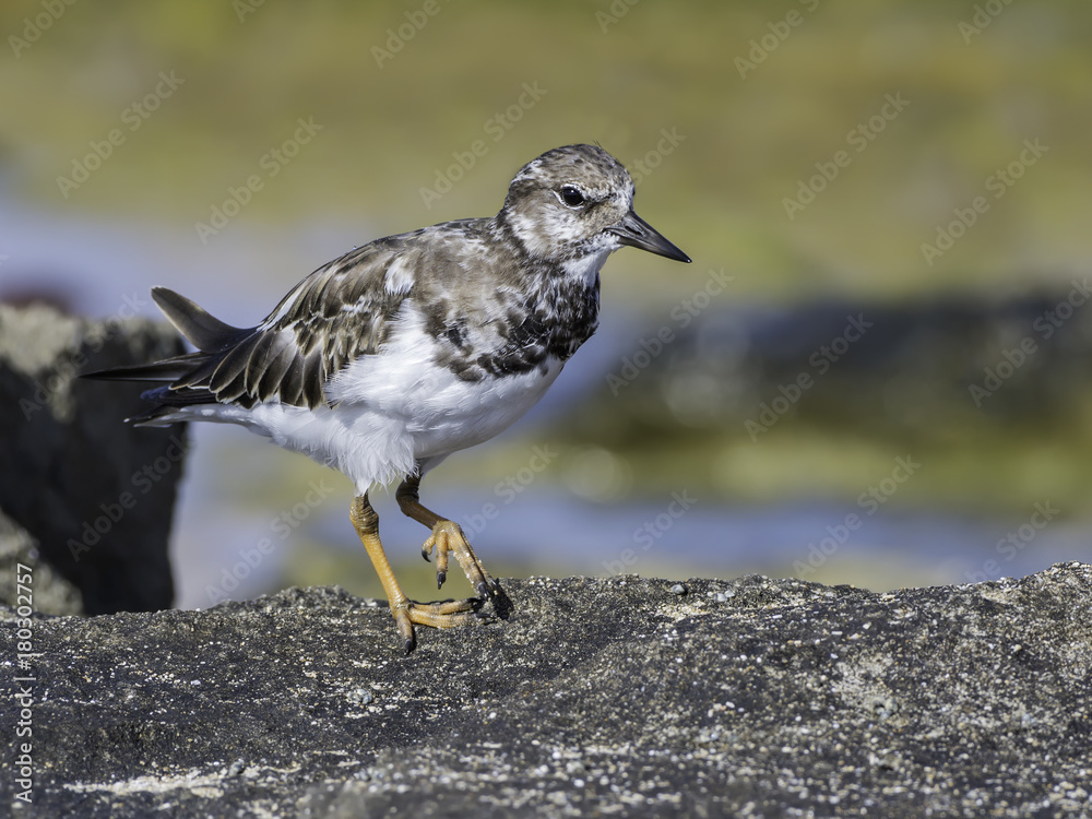 Ruddy Turnstone Foraging on the Sea Shore Ruddy Turnstone Foraging on the Sea Shore