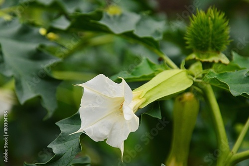 Fototapeta Naklejka Na Ścianę i Meble -  White trumpet shaped flower of hallucinogen plant Devil's Trumpet, also called Jimsonweed, latin name Datura Stramonium. Spiky seed capsule in background