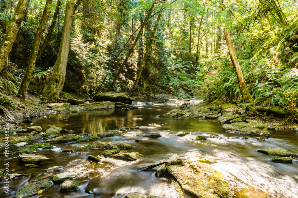 Fast mountain creeck or river in green wet forest. Fast mountain creeck or river in green wet forest.