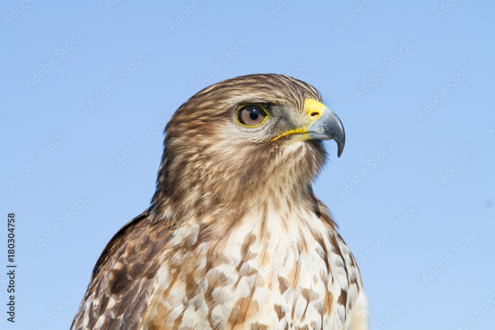 Red-shouldered Hawk Red-shouldered Hawk