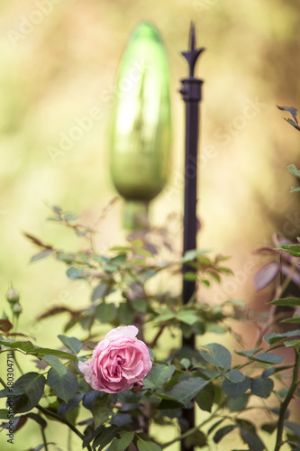 Die Schönheit der Rose photo