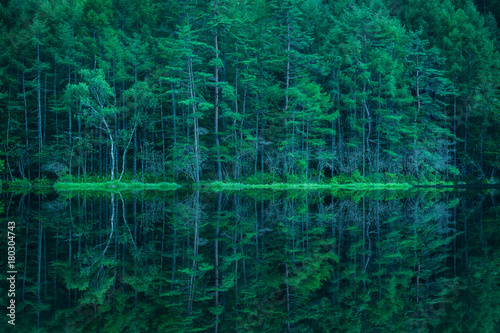 Fototapeta zielony las nad brzegiem wody