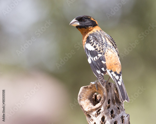 Grosbeak Black-headed