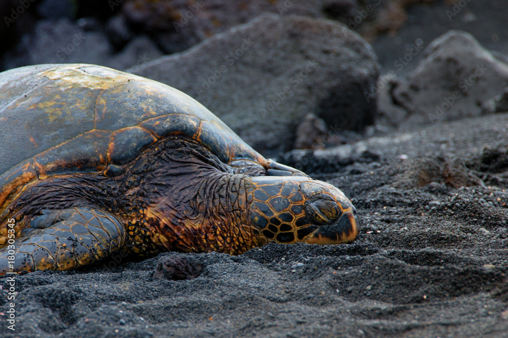Turtle lying in the black sand