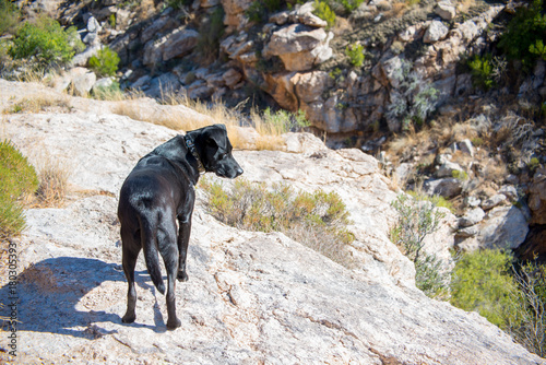 Black Lab going on a hike