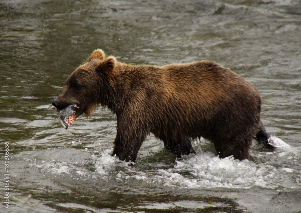 BRown Bear Fishing BRown Bear Fishing