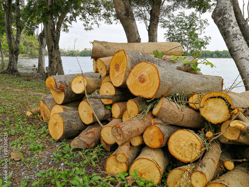 Timber texture, cut tree, woodpile