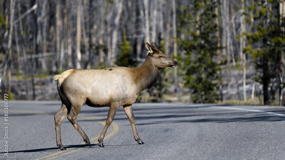 Fototapeta premium Elk crossing road