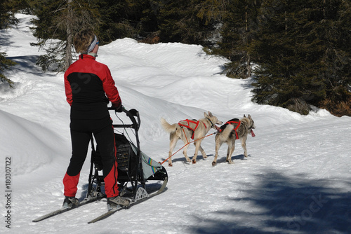 sled dogs 1 photo