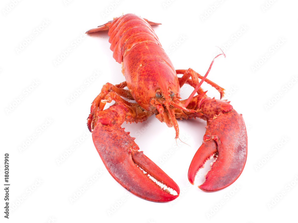 close up shot on lobster on white background, seafood menu for meal close up shot on lobster on white background, seafood menu for meal