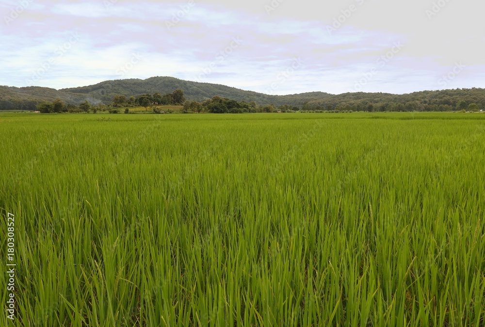 Rice Field in Northern Thailand