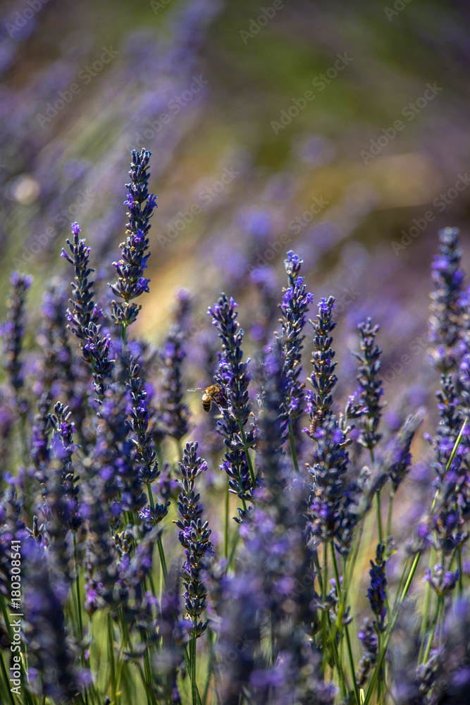 Fototapeta premium Bee and lavender