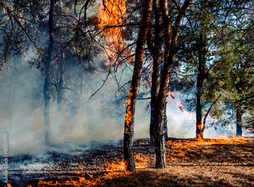 Forest fire. Burned trees after forest fires and lots of smoke © yelantsevv