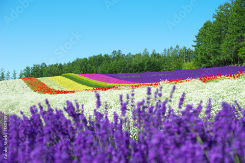 furano3