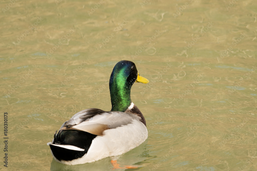 Fototapeta premium Male Mallard Duck
