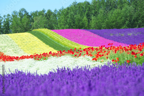 furano11
