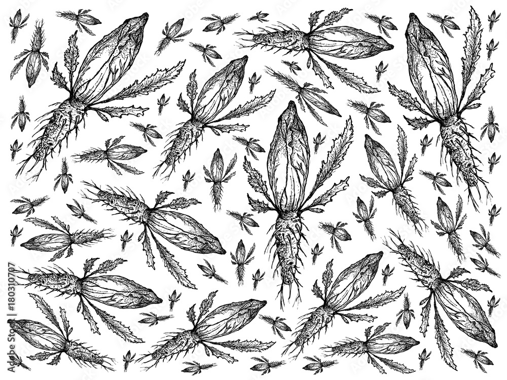 Hand Drawn of Fresh Green Chicory Background