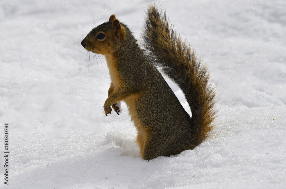 Fototapeta premium Squirrel in the snow looking for food
