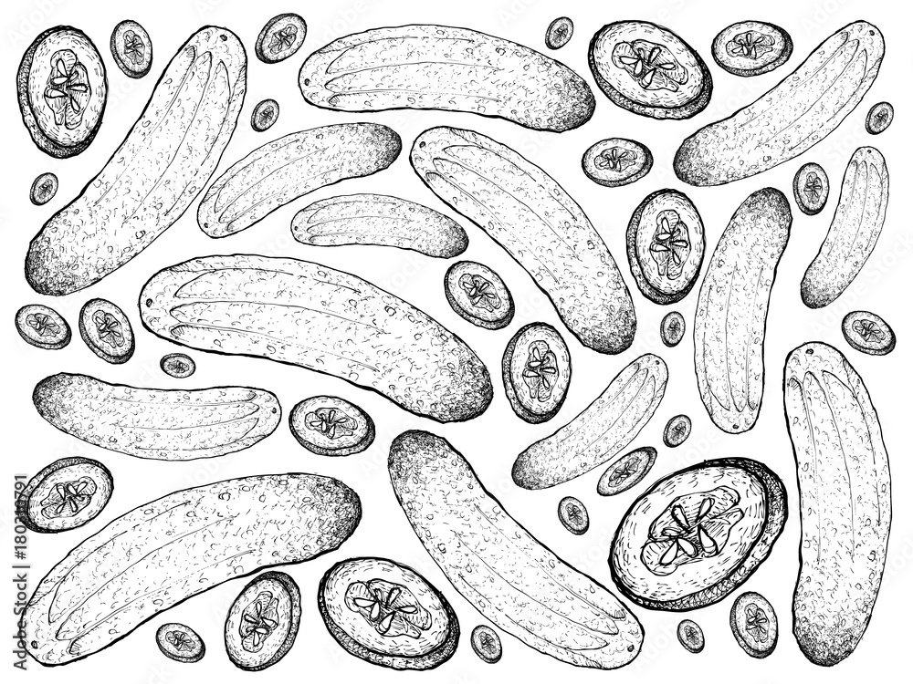 Hand Drawn of Fresh Green Cucumbers Background Hand Drawn of Fresh Green Cucumbers Background