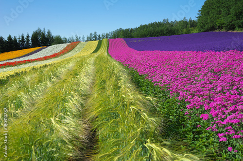 furano7