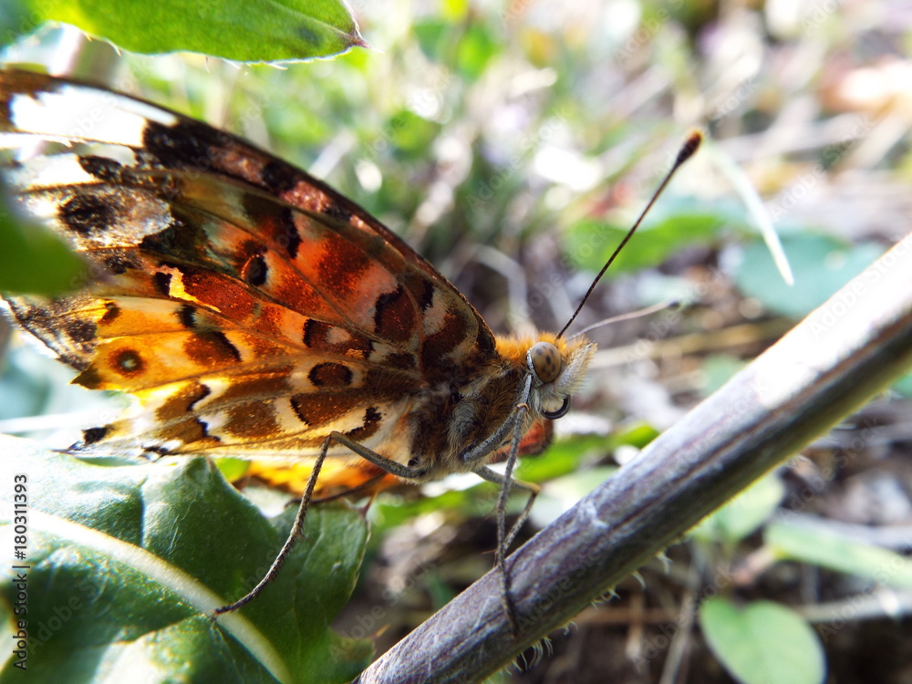 Obraz premium ツマグロヒョウモン orange butterfly