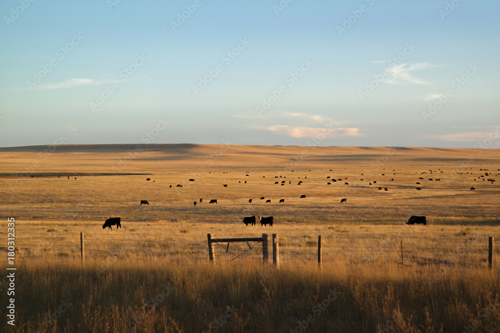 cows in a pasture - obrazy, fototapety, plakaty 