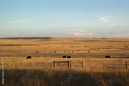 Fototapeta cows in a pasture