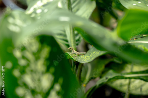 Closeup chameleon brown color on top of plant in the green forest of heaven, green leaf in the front look like the eye looking on the chameleon and forest. Environment friendly concept, safe world.