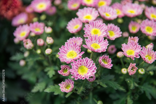 camomile flower