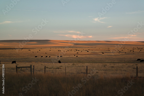 cows in a field during autumn