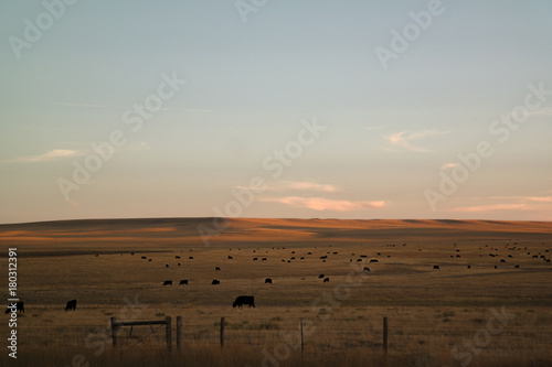 cows in a free ranch