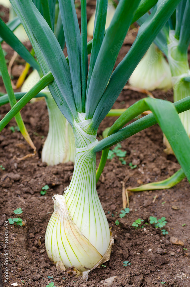 Obraz premium onion on bed