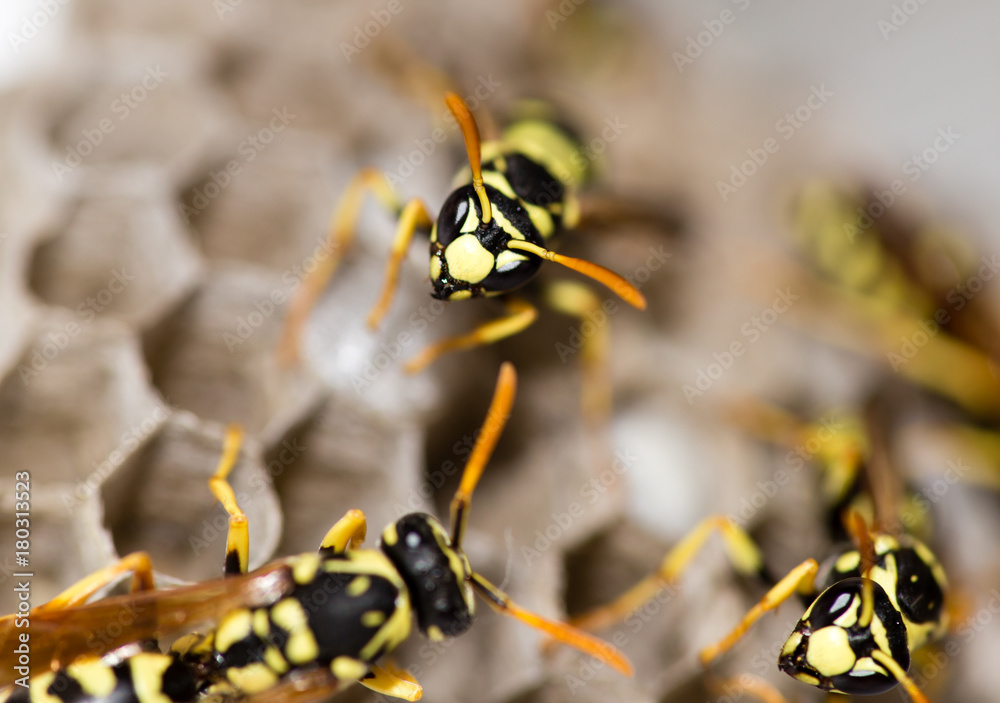 A wasp for hives in nature