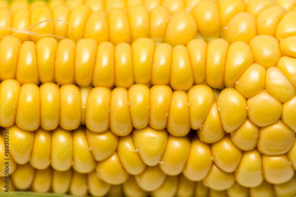 yellow corn kernels in the cob as a background yellow corn kernels in the cob as a background