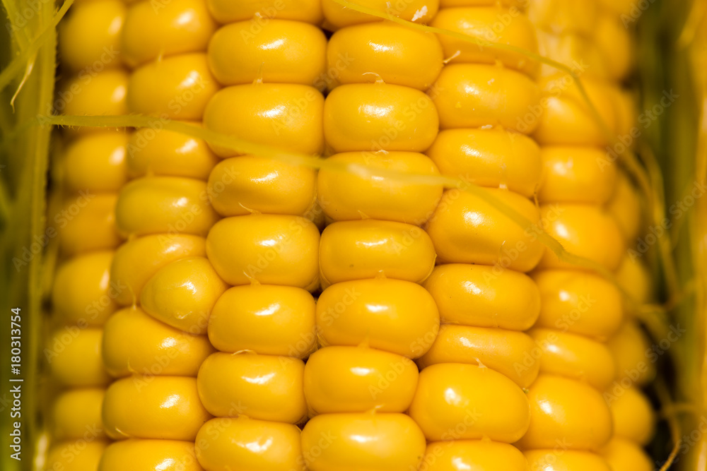 yellow corn kernels in the cob as a background yellow corn kernels in the cob as a background