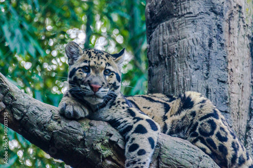 Earth Toned Fur on a Clouded Leopard in a Tree Looking at the Camera