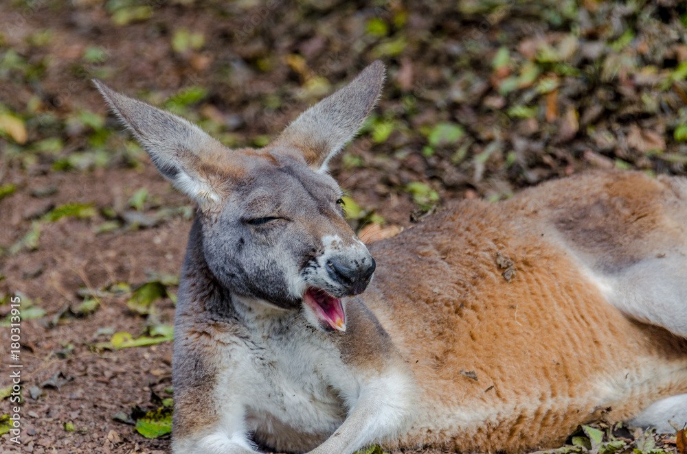 Fototapeta premium Earth Toned Fur on a Juvenile Red Kangaroo