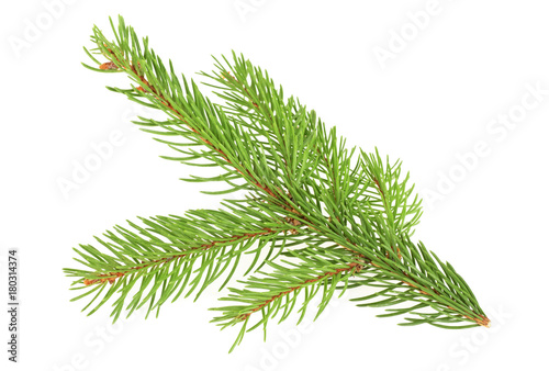 Green fir branch for christmas  white background