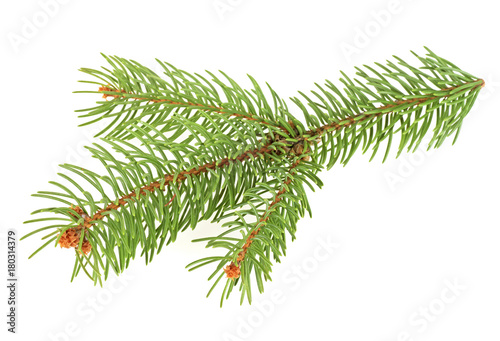 Branch of christmas tree isolated on a white background