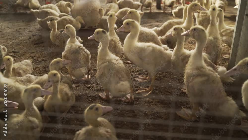 Ducks in the shed. Ducks in the hen house. Ducks on the farm Stock
