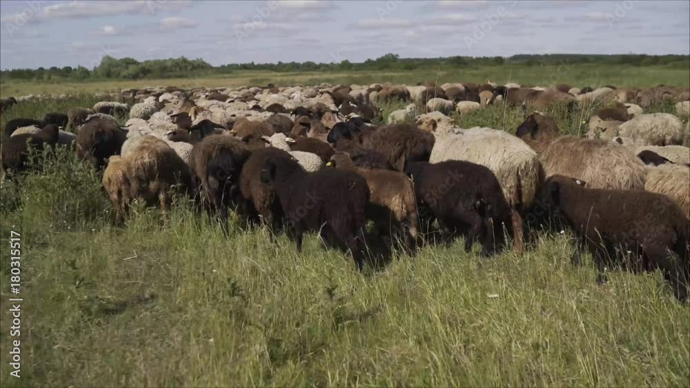 Sheep are running pasture. Shepherd and herd of sheep. Sheep eat grass Sheep are running pasture. Shepherd and herd of sheep. Sheep eat grass
