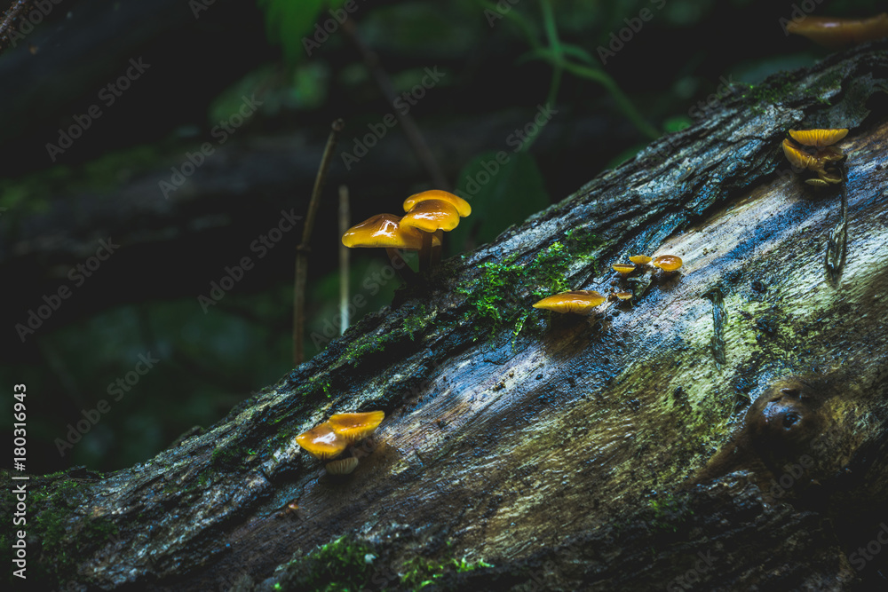 Fototapeta premium Beautiful mushrooms in the forest. Selective focus. Shallow depth of field.
