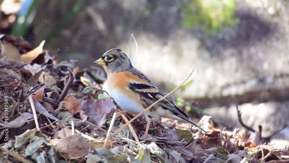 秋、地上で餌を食むアトリ 秋、地上で餌を食むアトリ