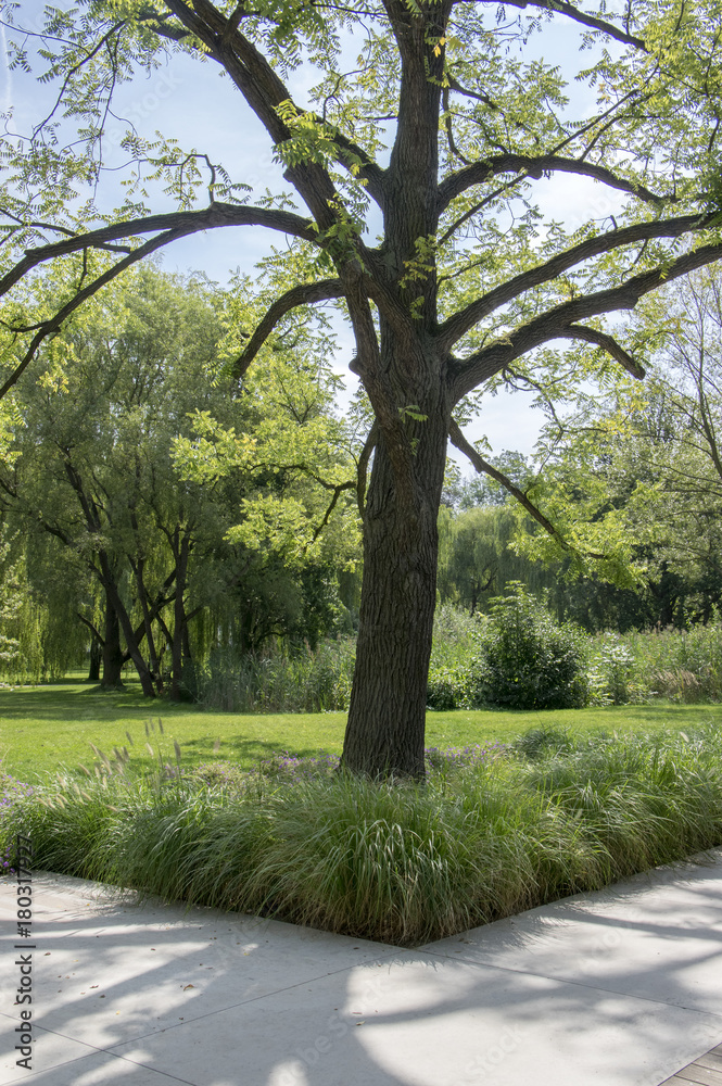 Public park during summer, green nature, trees shadows, greenery Public park during summer, green nature, trees shadows, greenery