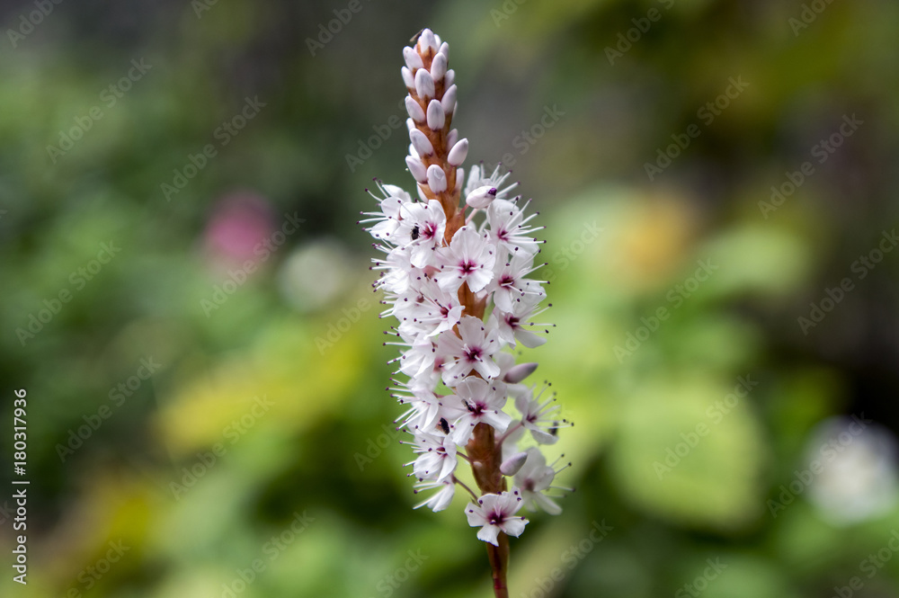 Persicaria affinis small pink white flowers on one stem in bloom Persicaria affinis small pink white flowers on one stem in bloom